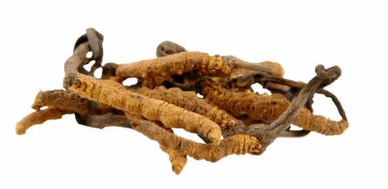 cordyceps mushroom in Gluconol